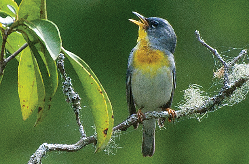 A Northern Parula in full-throated song (photograph by William McReynolds)
