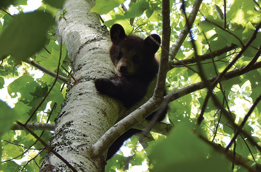 A_cub_watches_from_a safe_distance