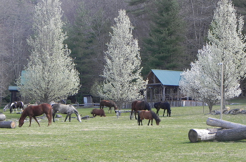 Carpe_Diem_Farms_highlands_nc