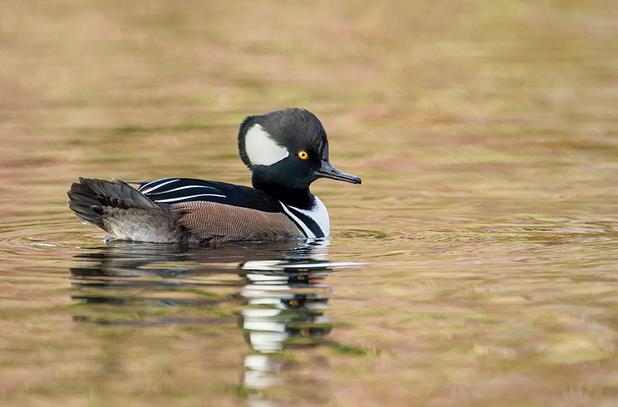 Hooded_Merganser_highlands_nc