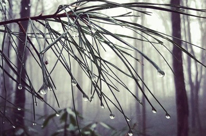 Laurel_winter_photo_contest_three