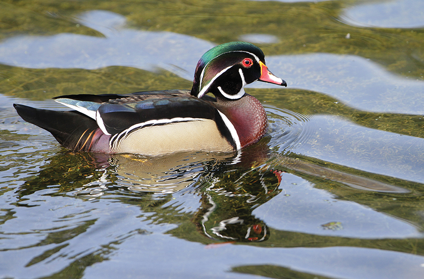 Male_Wood_Duck_plateau_audubon_nc