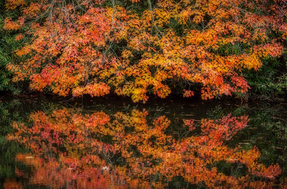 Mirror Lake PRINT NEW