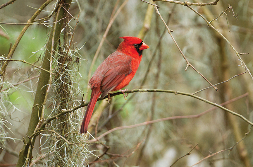 Northern_Cardinal_highlands_nc