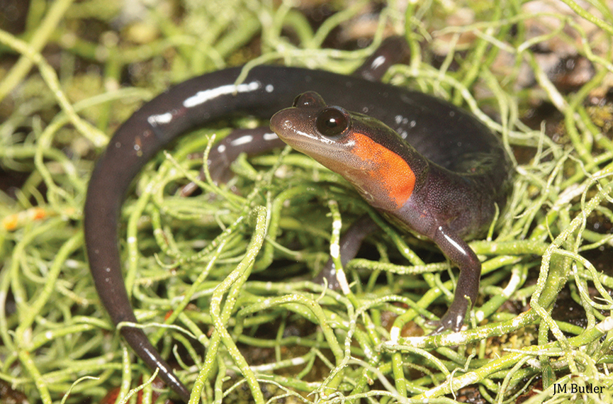 Red_cheeked_salamander_highlands_biological_station