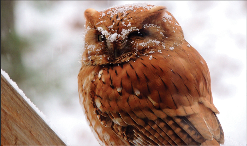 Winter_Bird_highlands_cashiers_nc__David_Berger