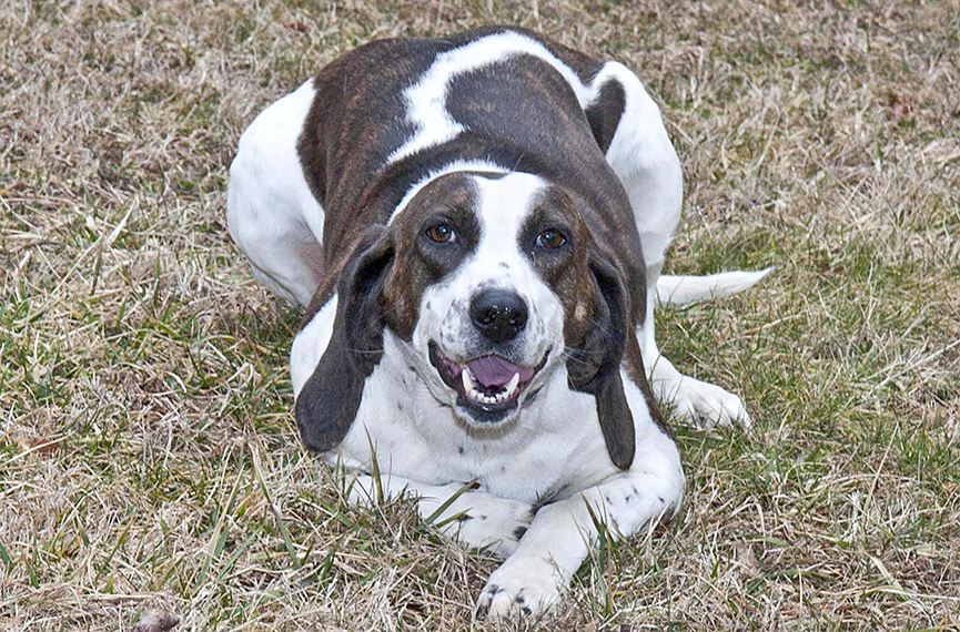 cashiers_highlands_humane_society