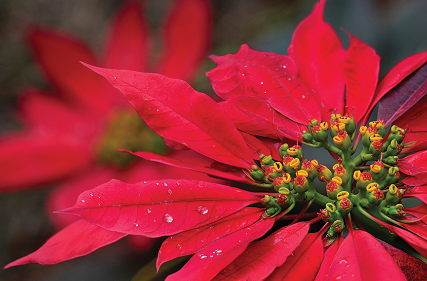 poinsettia_the_highlands_nc