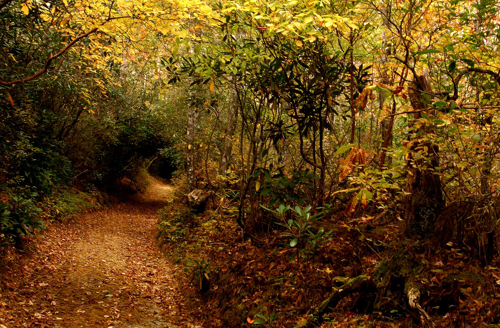 trail_highlands_cashiers_nc