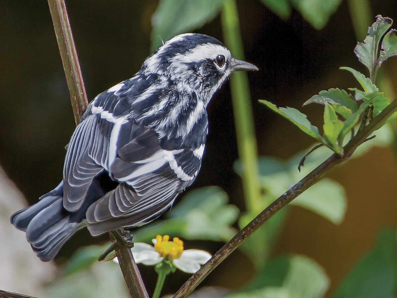 Black_and_White_Warbler_highlands_Nc