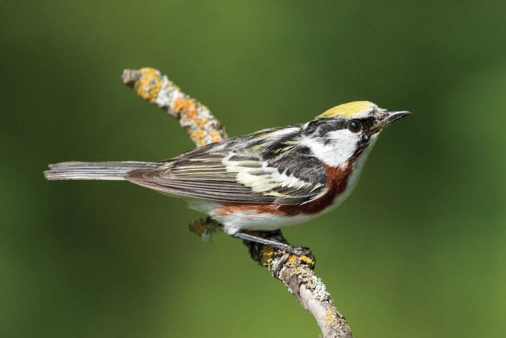 Chestnut-sided_Warbler_highlands_nc