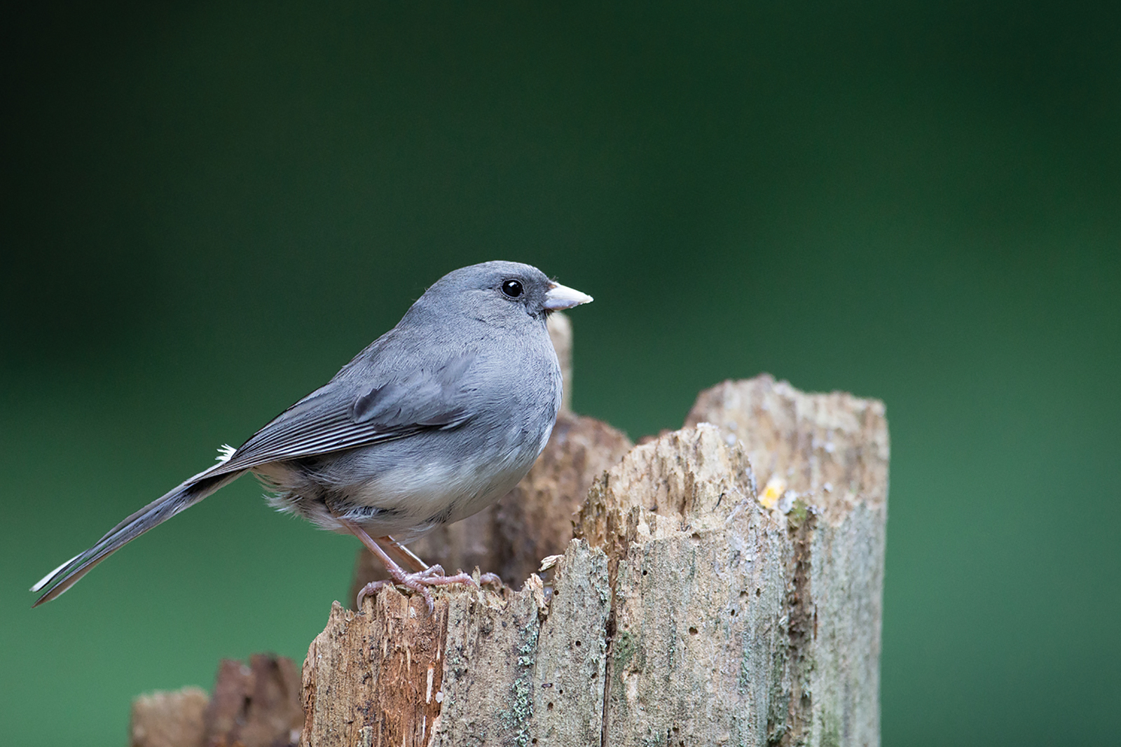 Dark-eyed_Junco_Highlands_audubon_society_nc