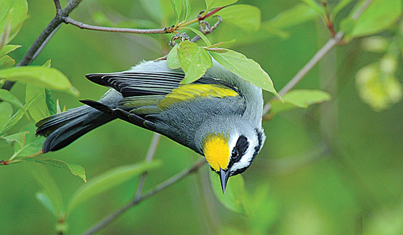 HIghlands_Plateau_bird