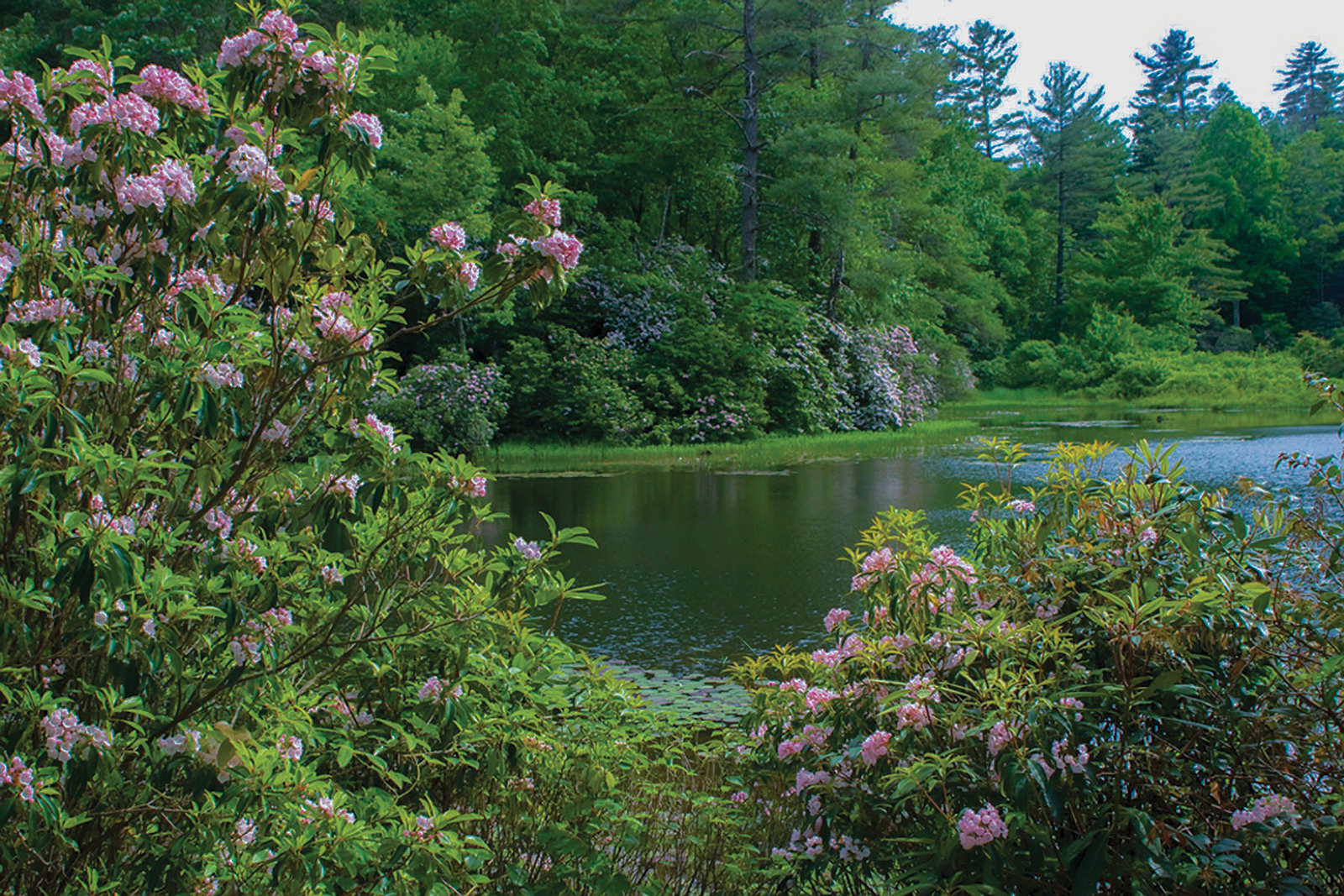 Highlands_Botanical_Garden_highlands_north_carolina