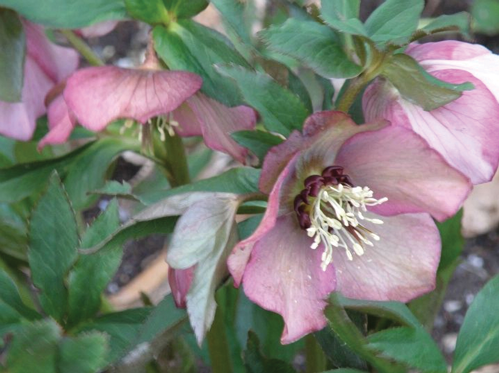 Lenten_rose_close_highlands_nc