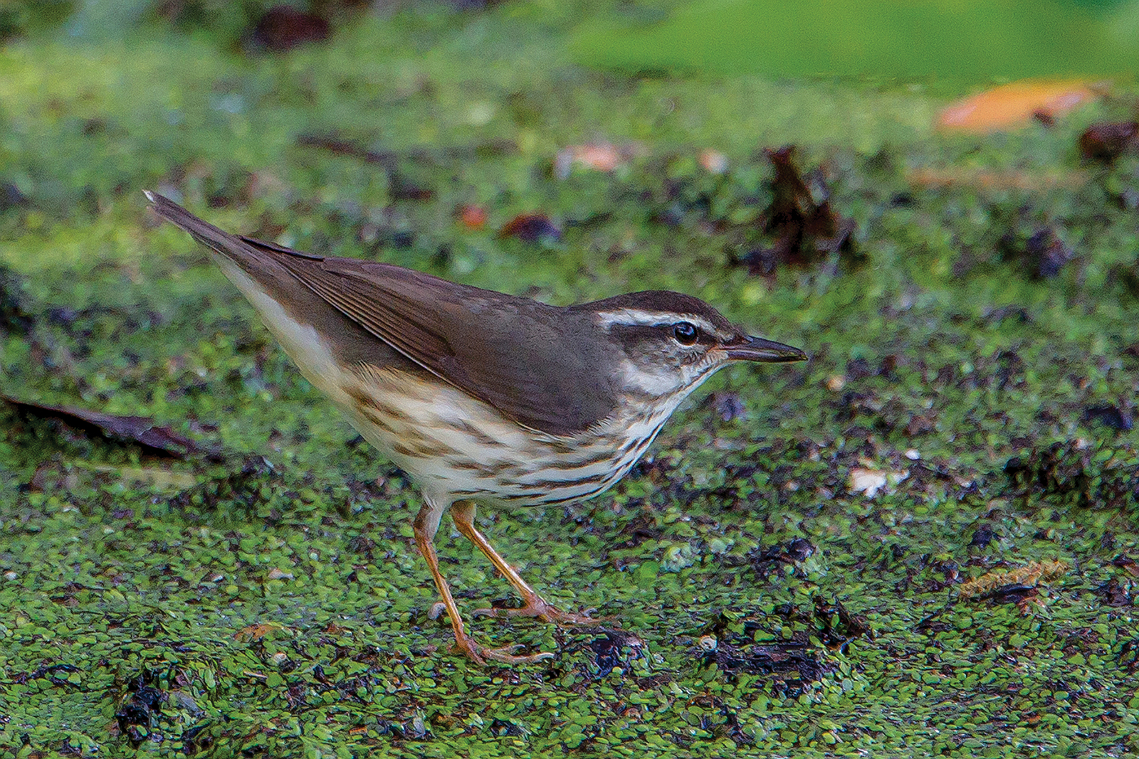 Louisiana_Water_Thrush_Ed_Boos