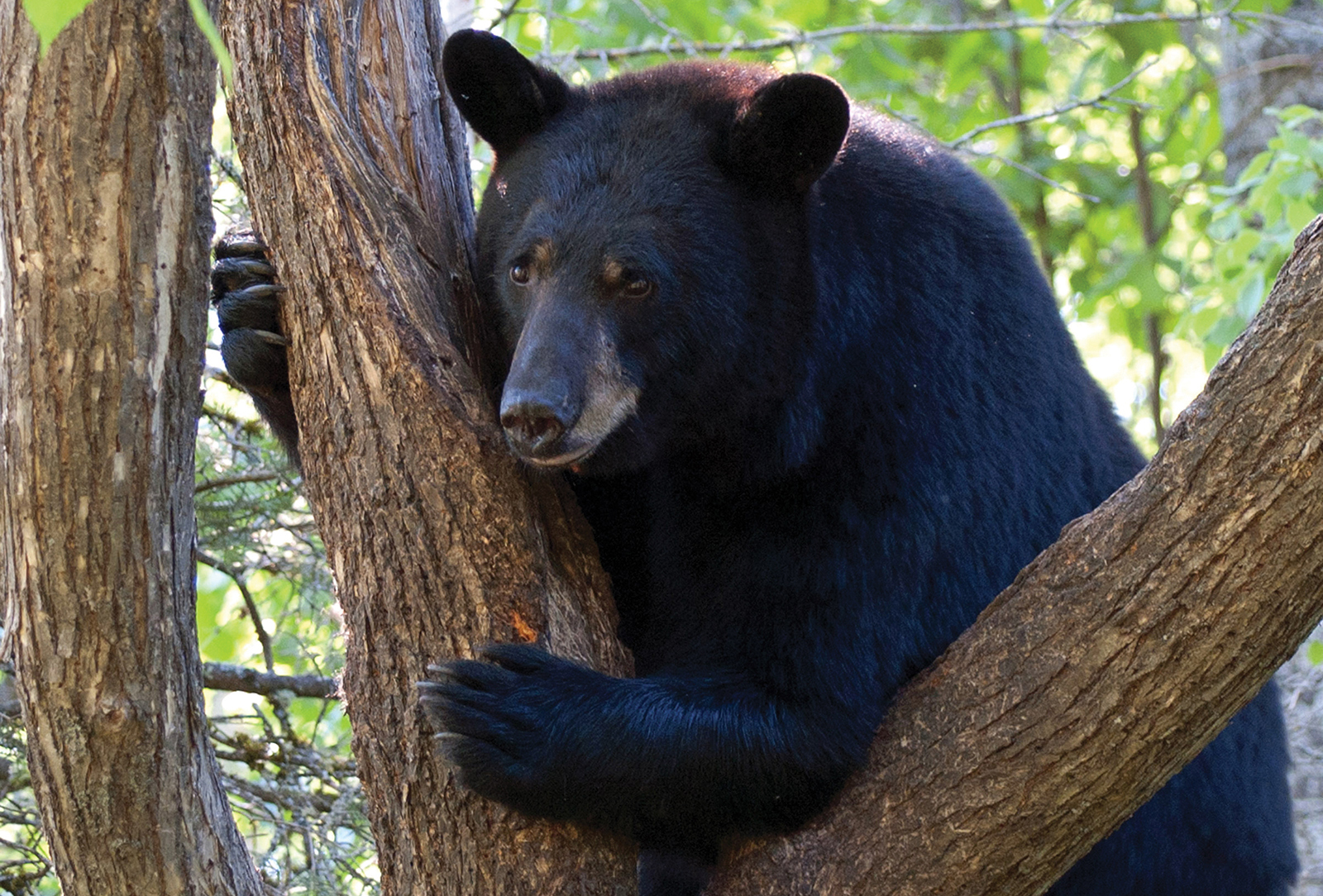 Marra_large_bear_in_tree_highlands_north_carolinajpg