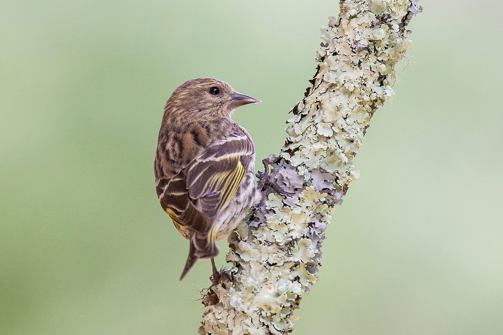 Pine_Siskin_highlands_nc