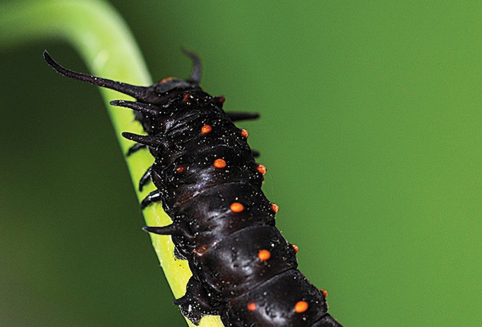 Pipevine_Swallowtail_highlands_biologicial_station