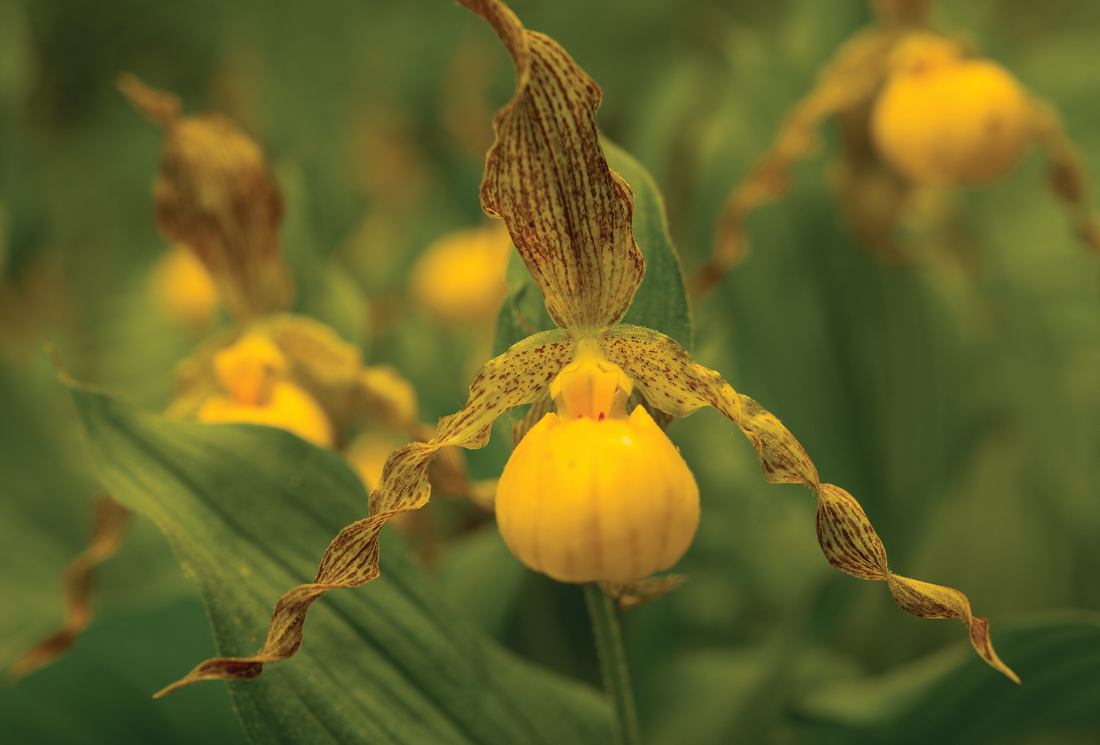Yellow_Lady_Slipper_peter_ray_highlands_nc
