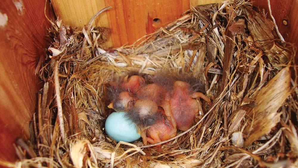 baby_blue_birds_highlands_nc