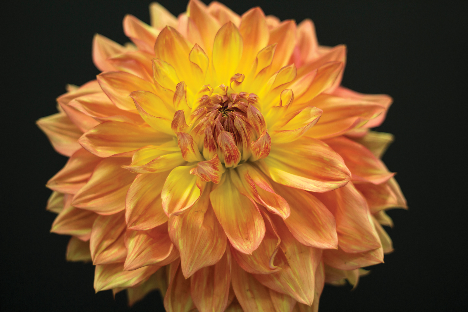 Dramatic Dahlias Laurel Magazine