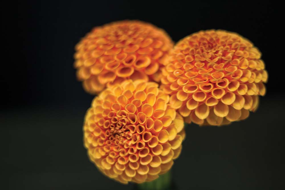 Dramatic Dahlias Laurel Magazine