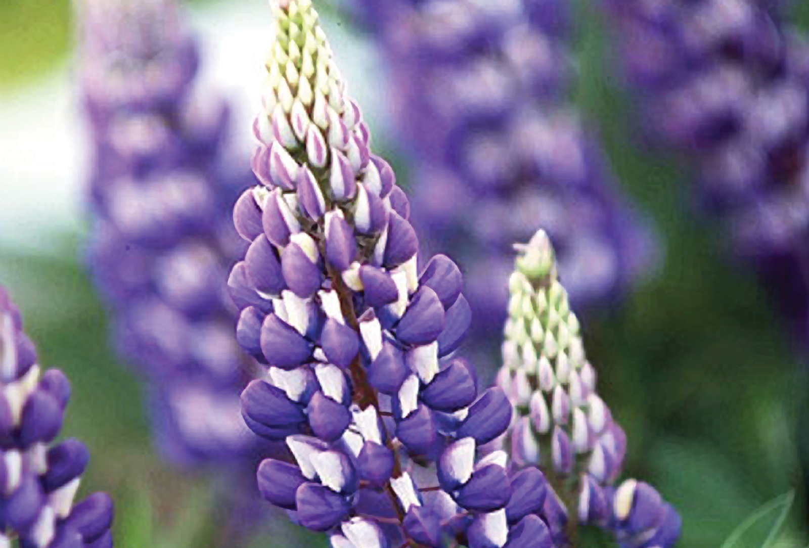 purple_lupine_highlands_nc