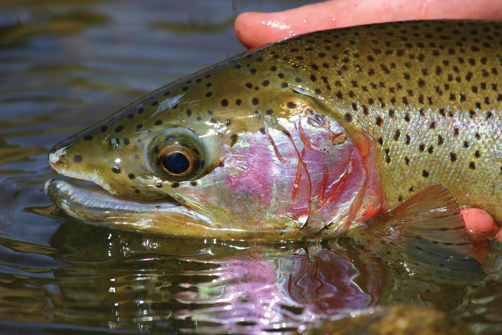 rainbow_trout