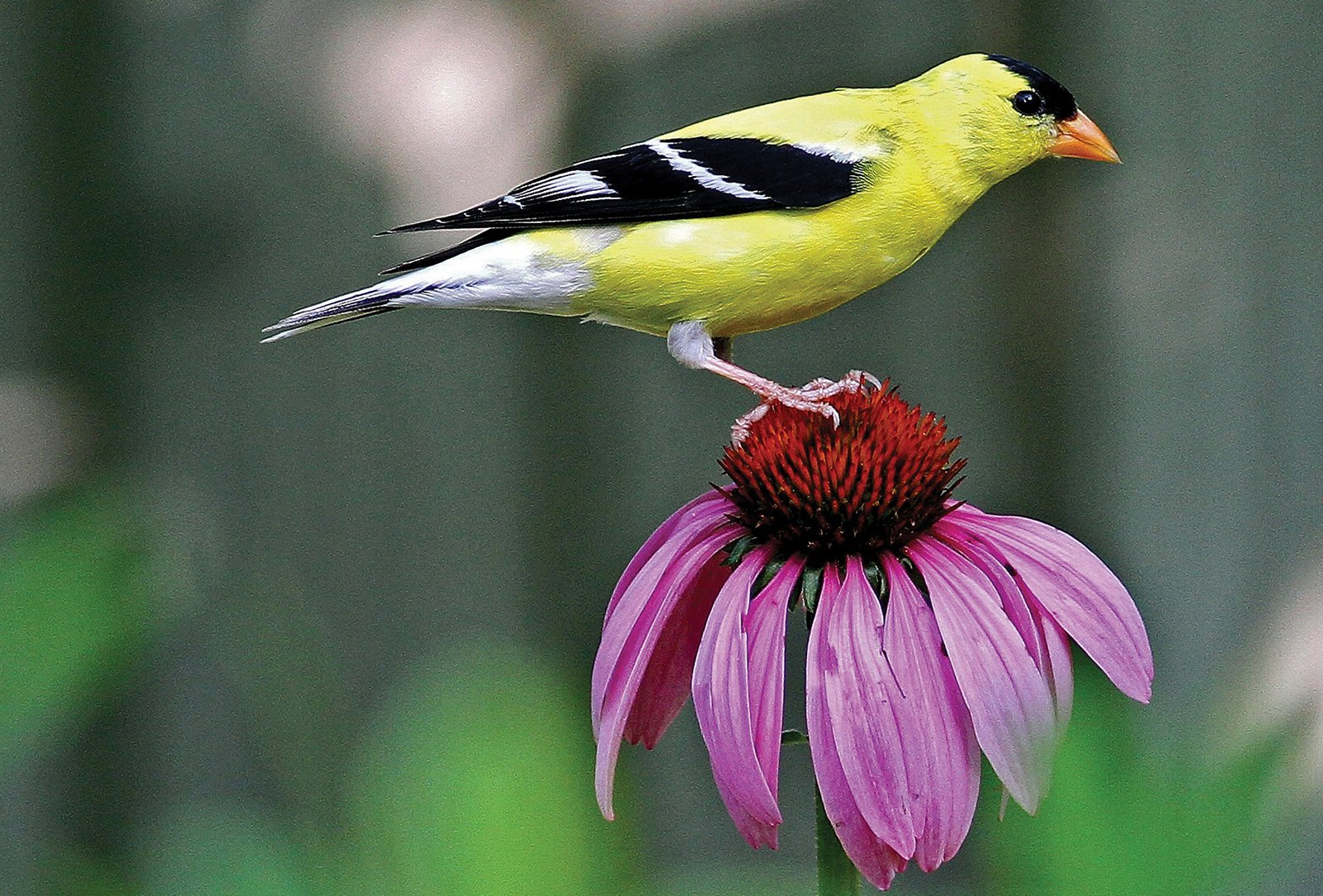 rican_Gold_finch_highlands_nc