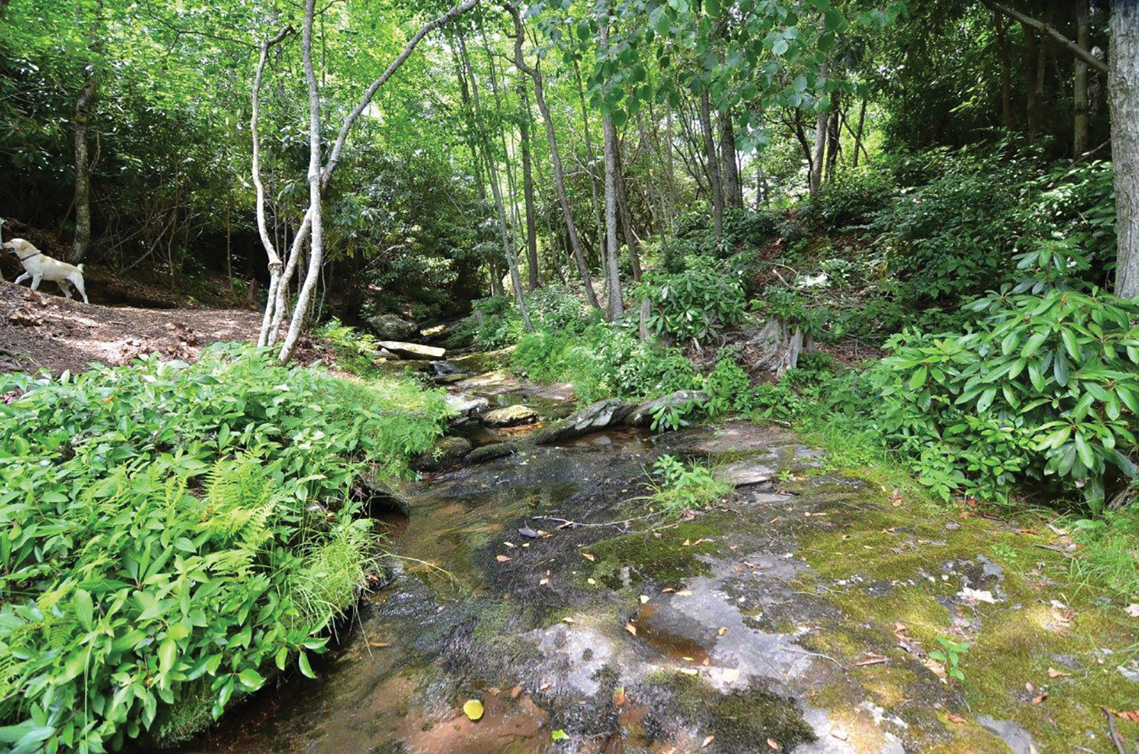 Berkshire-Hathaway-Meadows-Mountain-Realty-home-for-sale-highlands-nc-stream