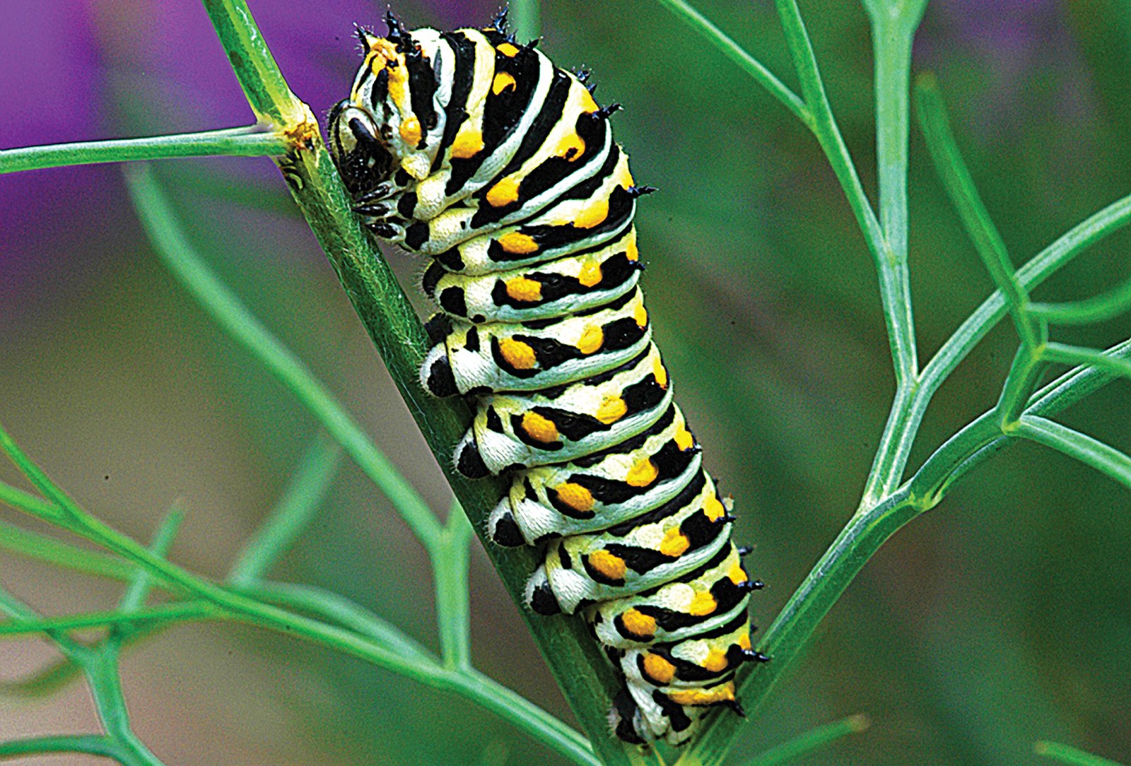 Black_Swallowtail_caterpillar_Ipswich_River_Wildlife_Sanctuay_MA