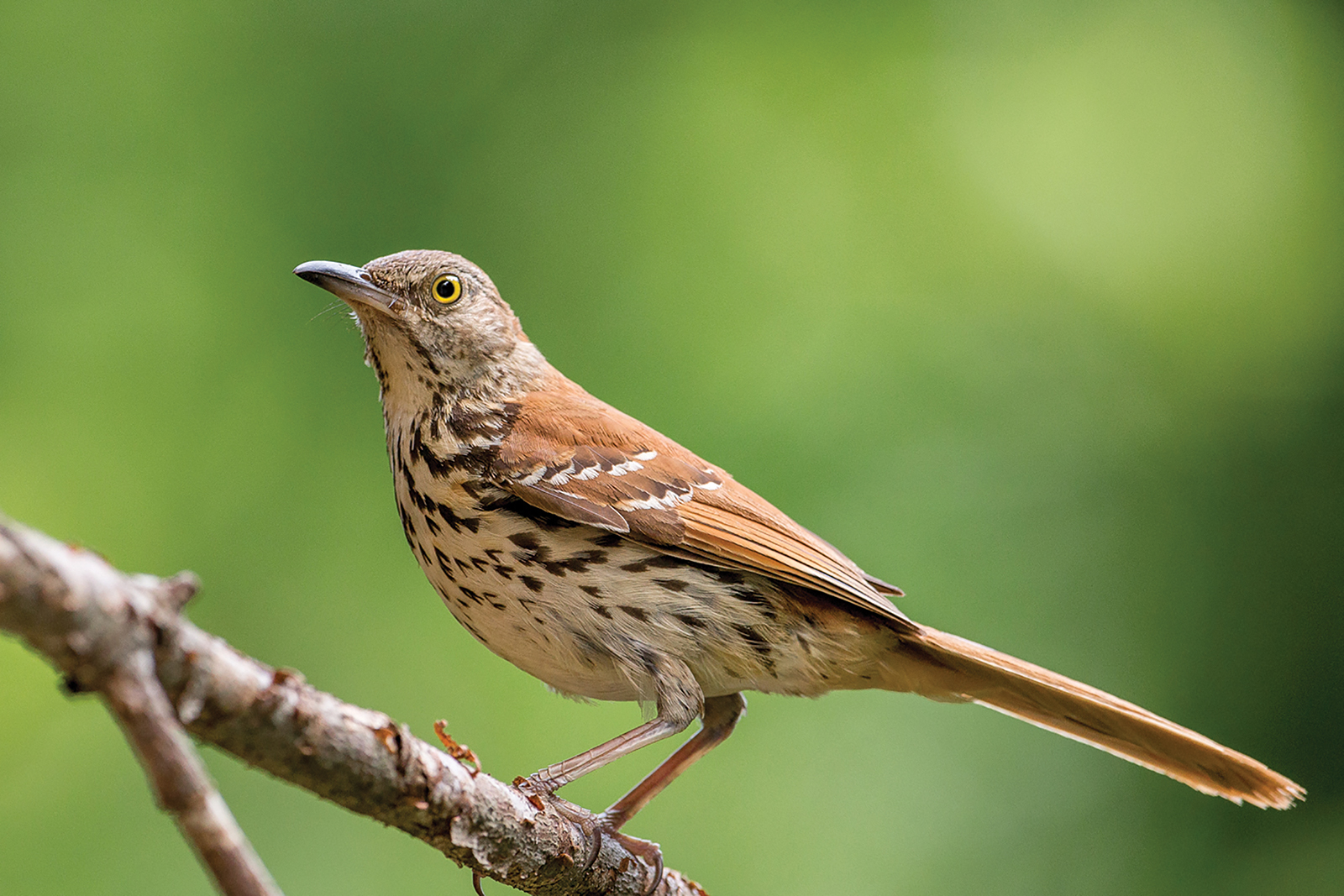 Brown_Thrasher_audubon_society_highlands_nc