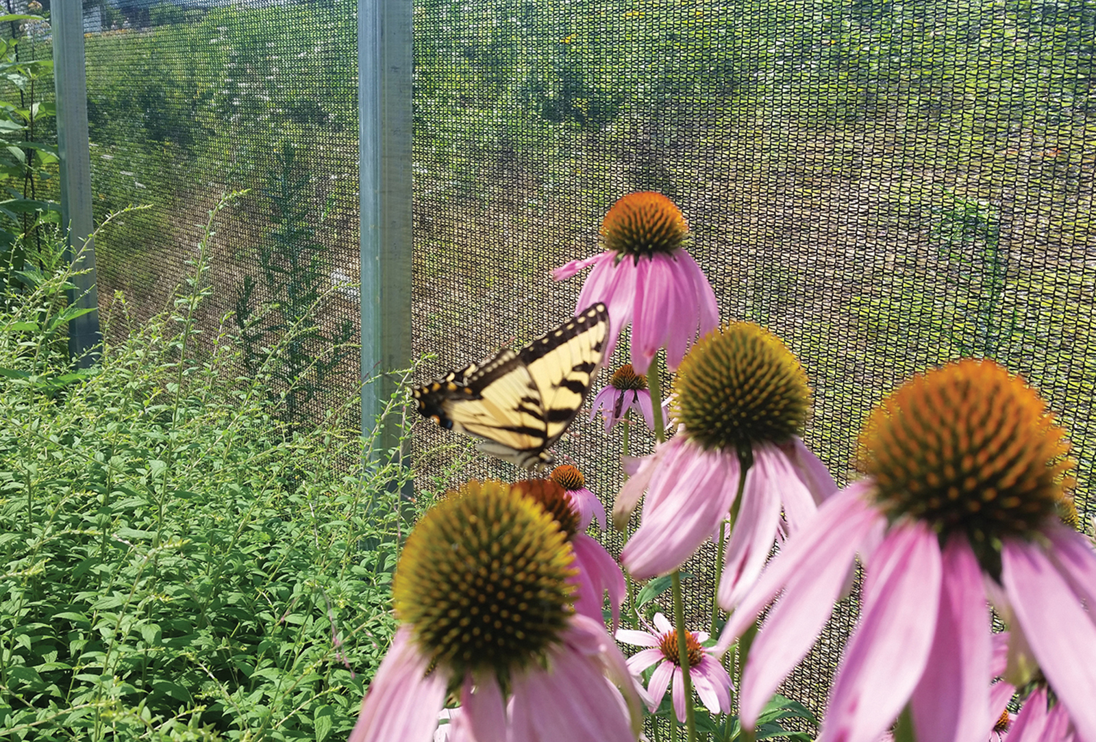 Eastern-Tiger-Swallowtail-coneflower-highlands-nc