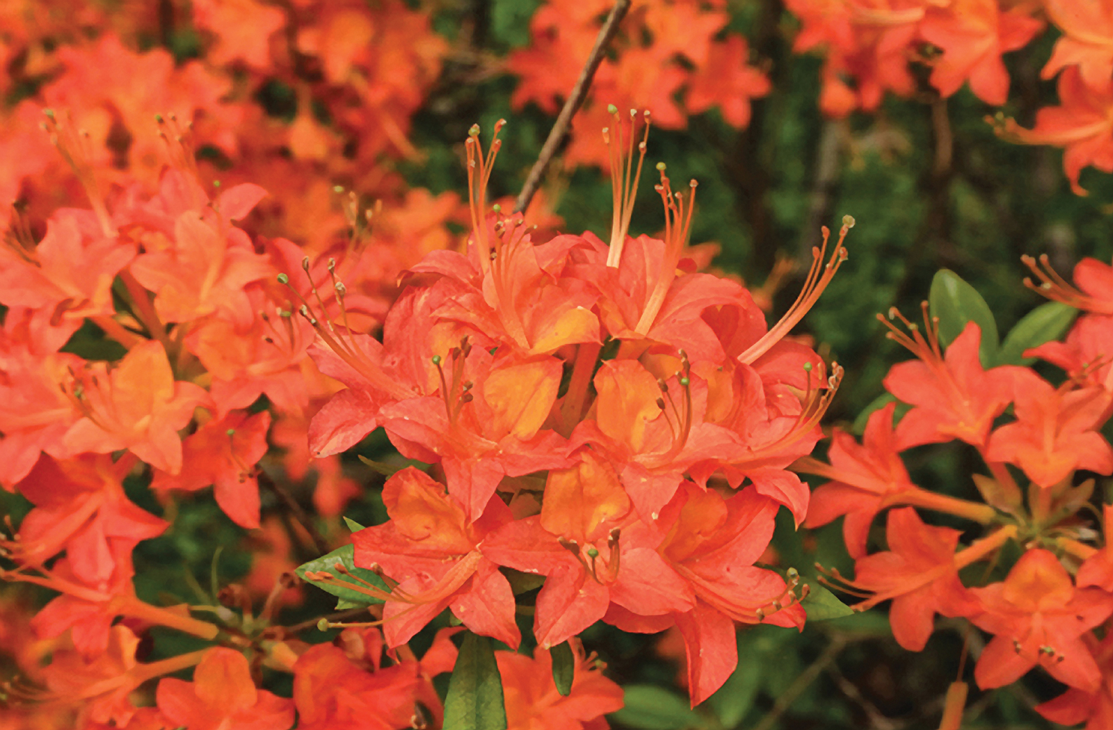 Flame-Azelia-Alan-Cressler-highlands-audubon-society