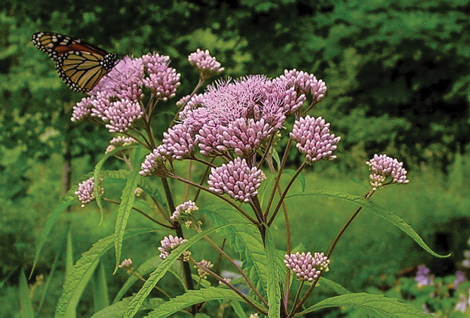 Joe-Pye-weed-butterfly-accidental-gardner-highlands-nc