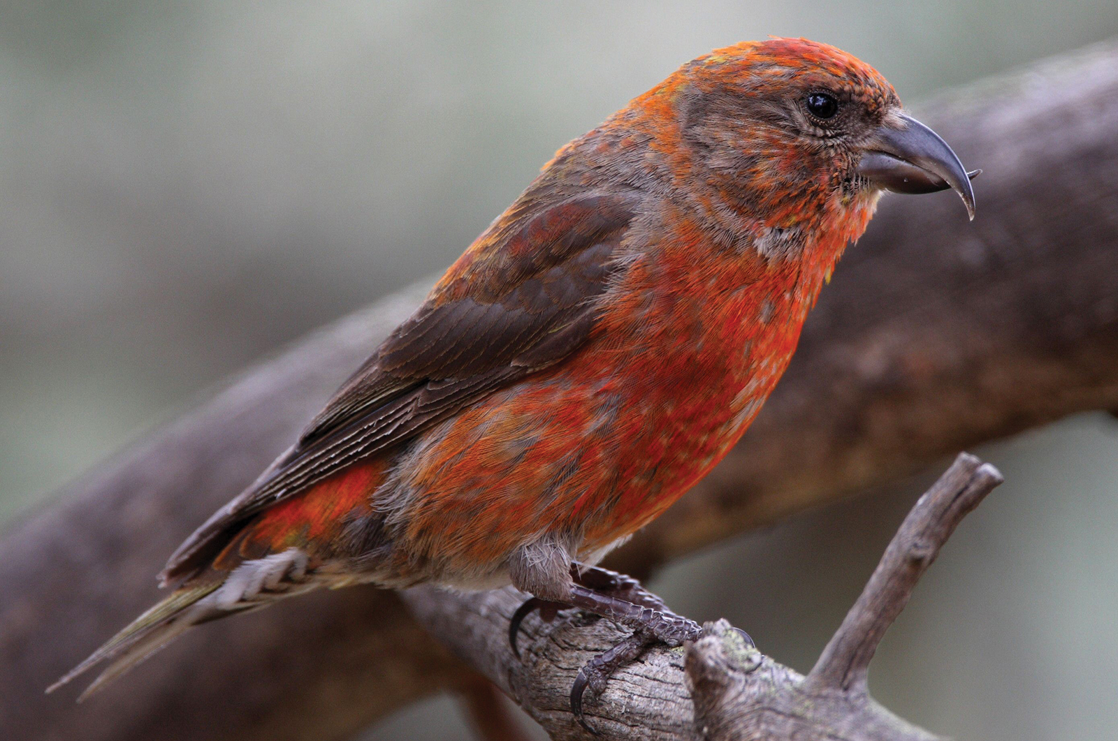 Male-Red-Crossbill-by-Jake-Dingel-highlands-plateau-audubon-society