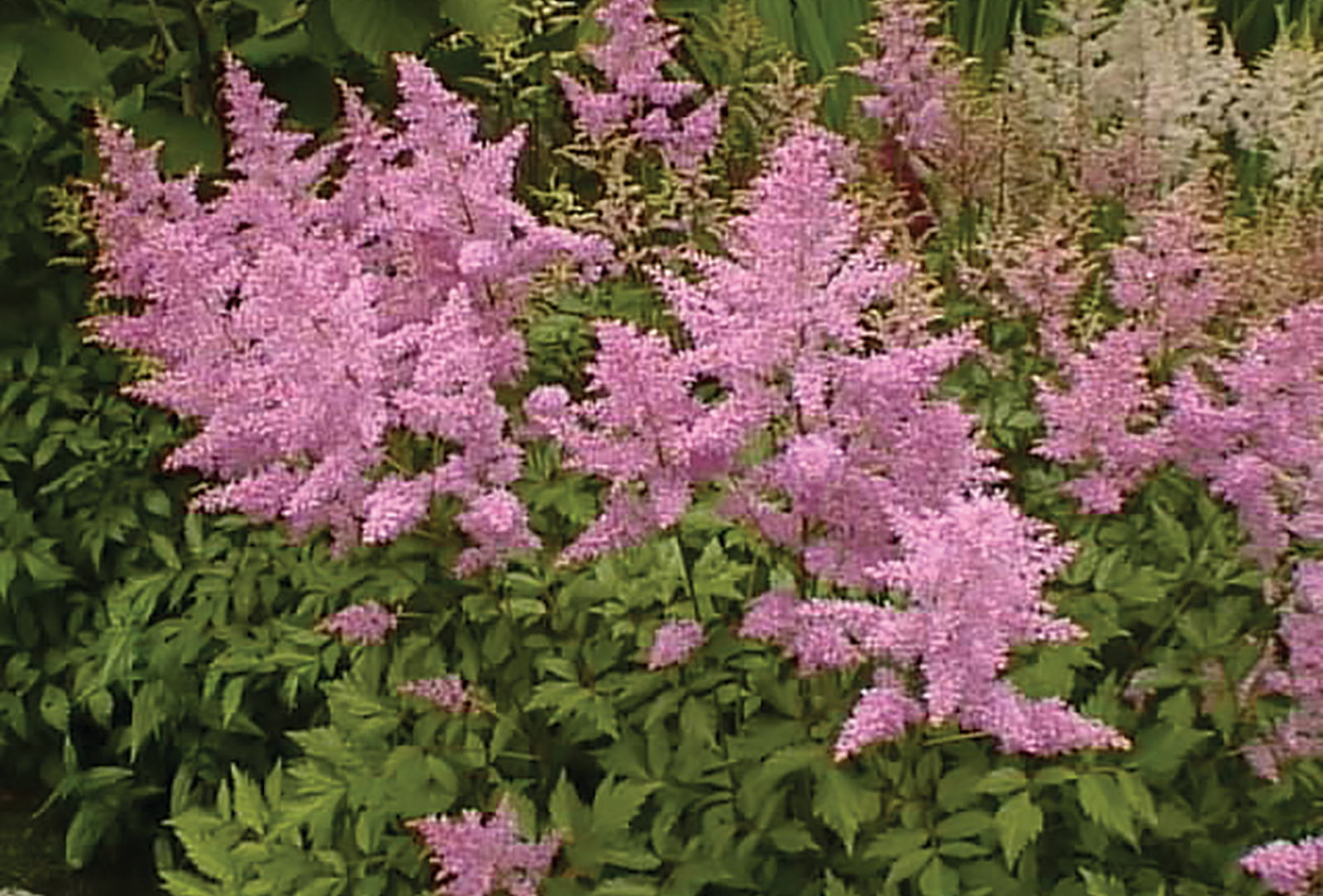 Pink_astilbe_highlands_nc