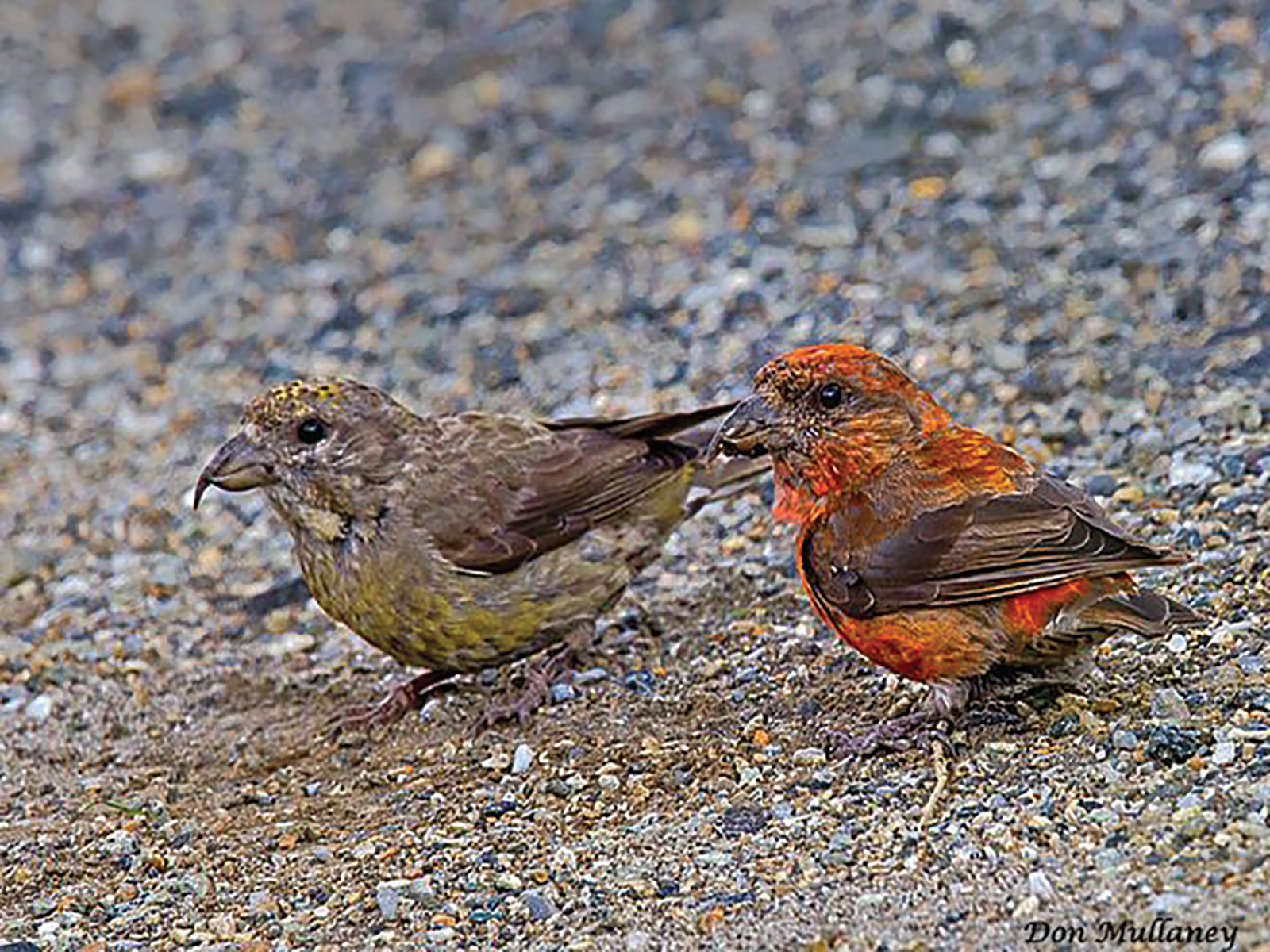 Red-Crossbill-Pair-by-Don-Mullaney
