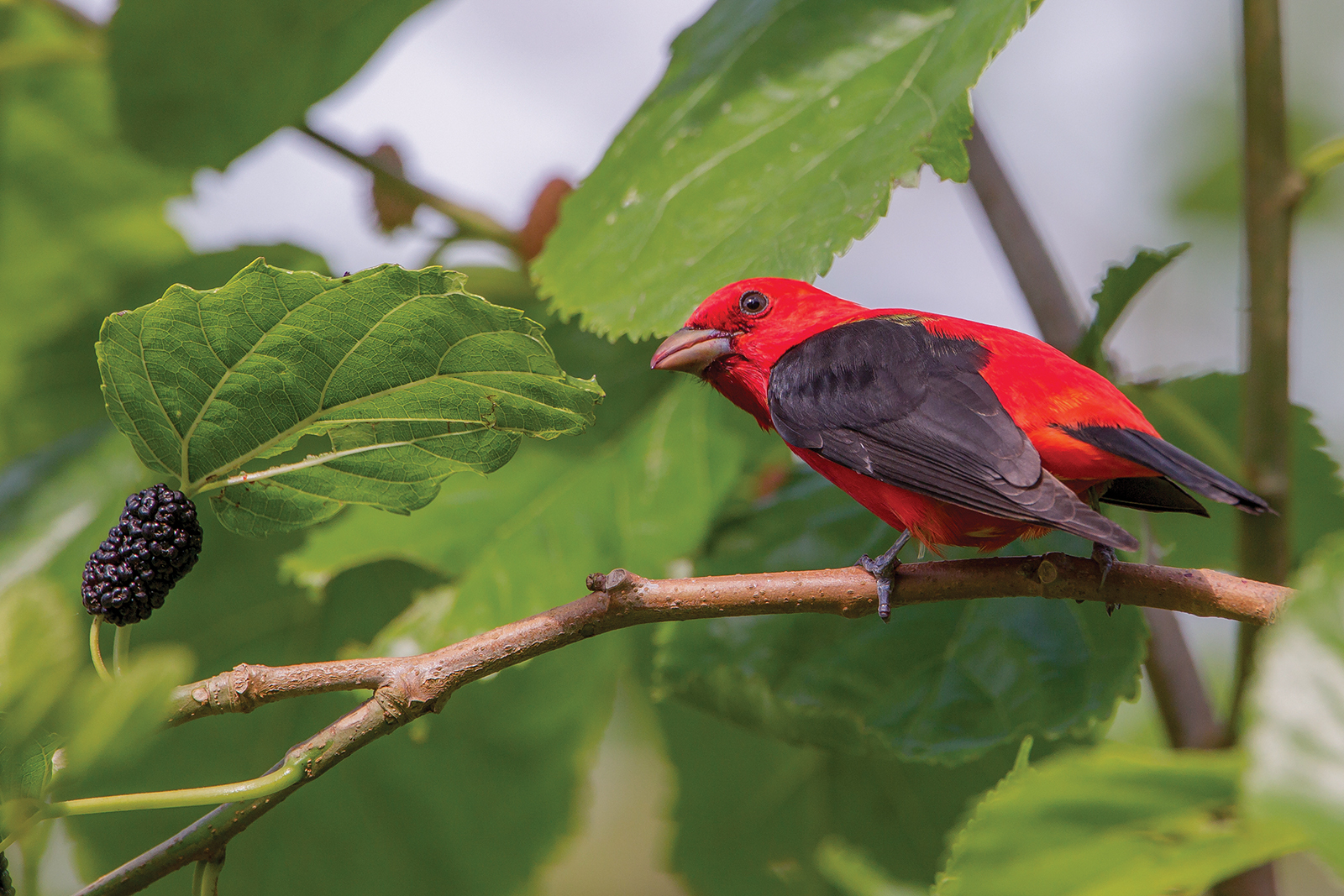 Scarlet-Tanager-highlands-audbon-society