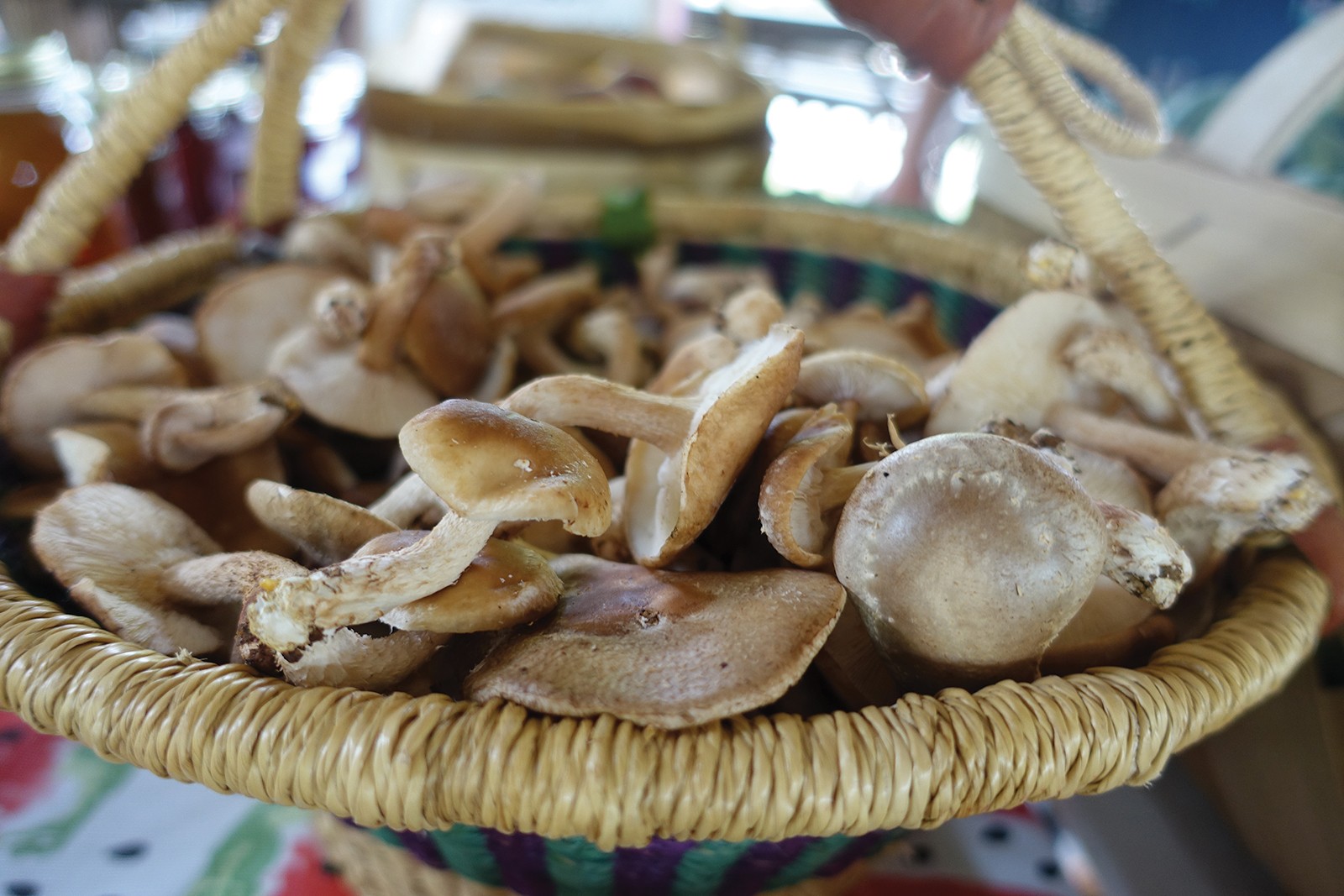 cashiers_tailgate_market_nc_mushrooms