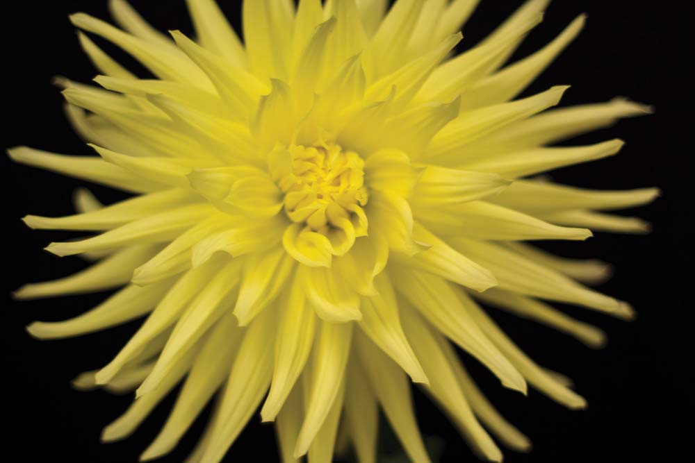 Dahlias to Drool Over Laurel Magazine