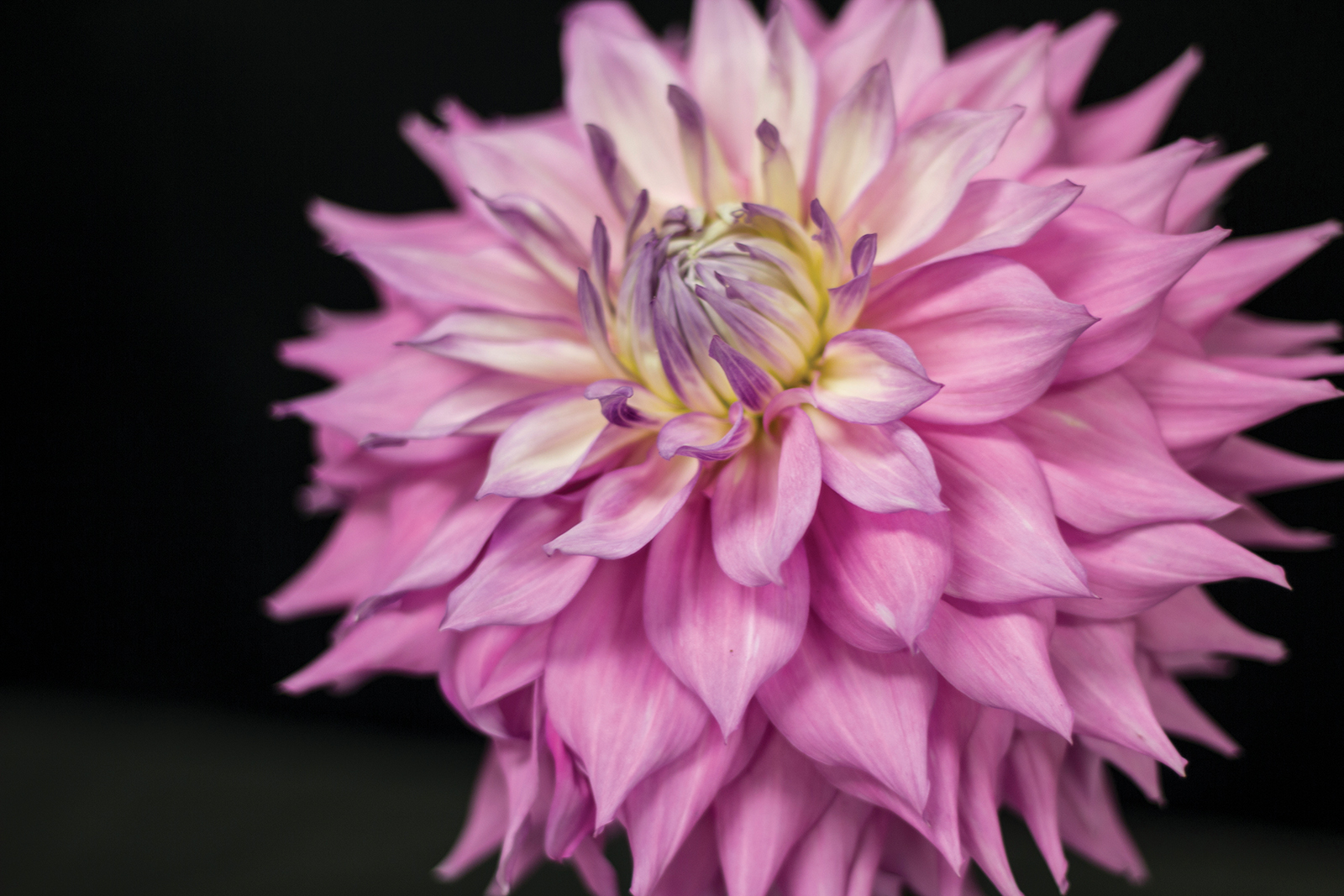 Dahlias to Drool Over Laurel Magazine