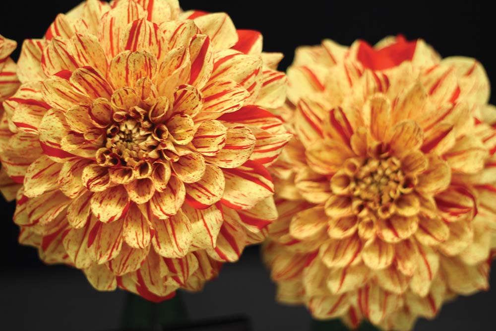 dahlia_festival_highlands_nc