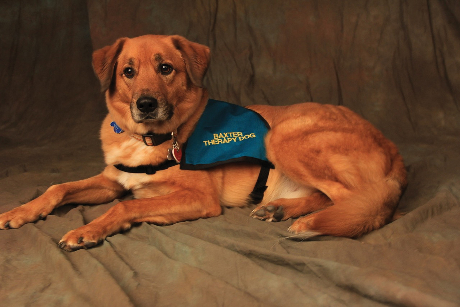 four-seasons-care-highlands-nc-therapy-dog