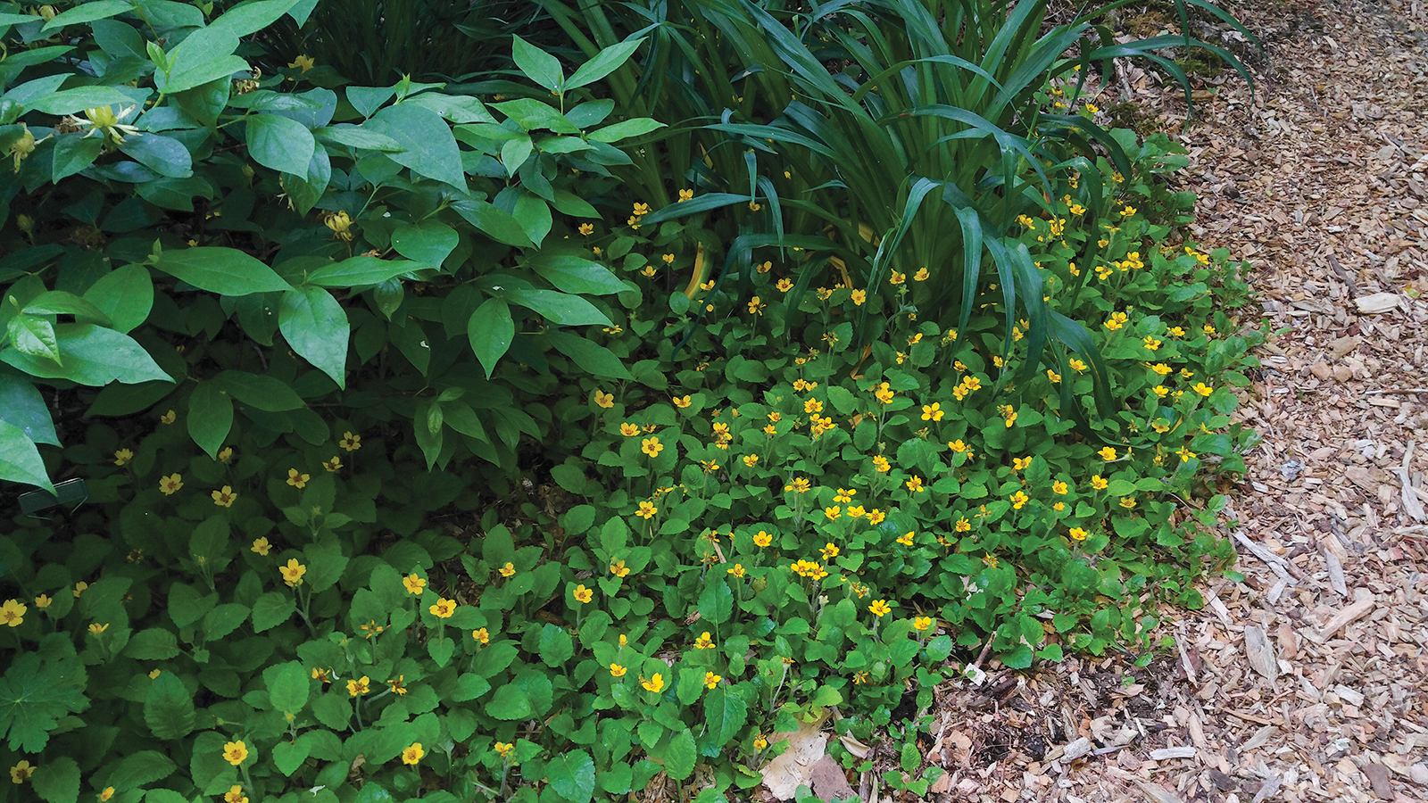 green_and_gold_highlands_nc