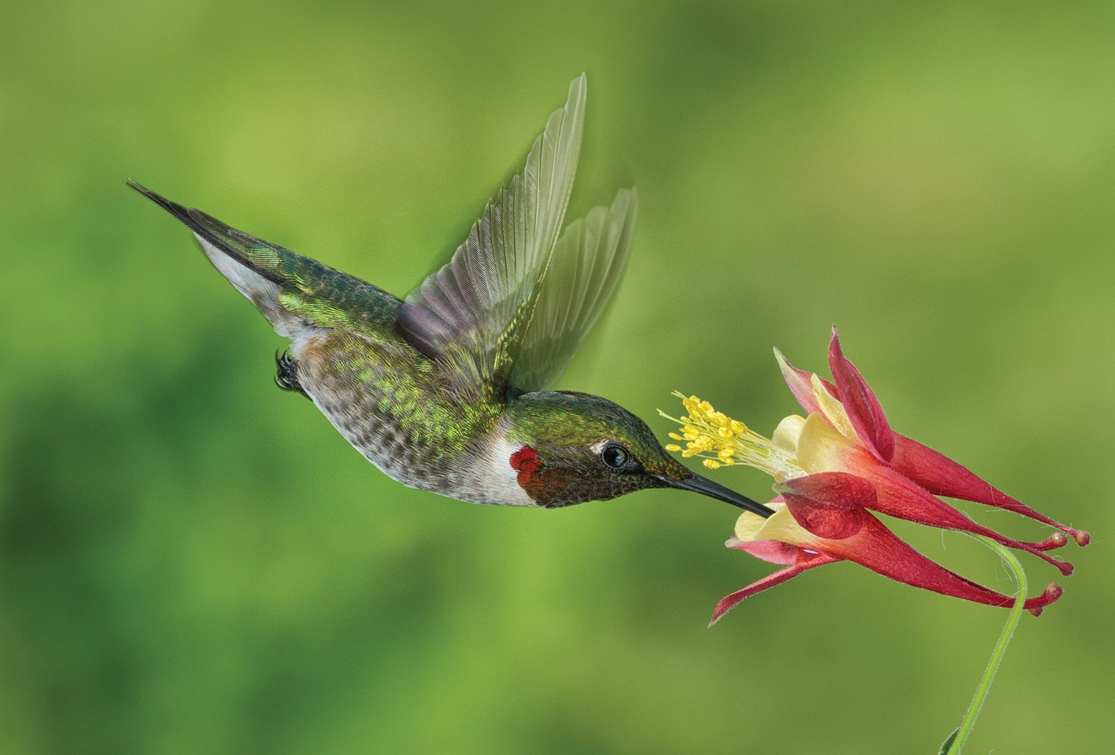 hummingbird_highlands_nc