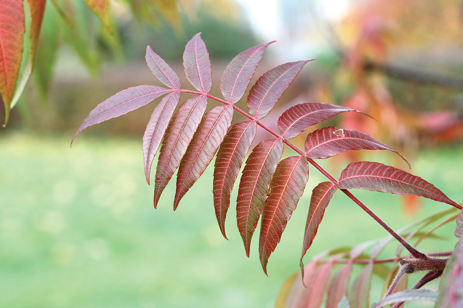 poison-sumac-highlands-dermatology-nc