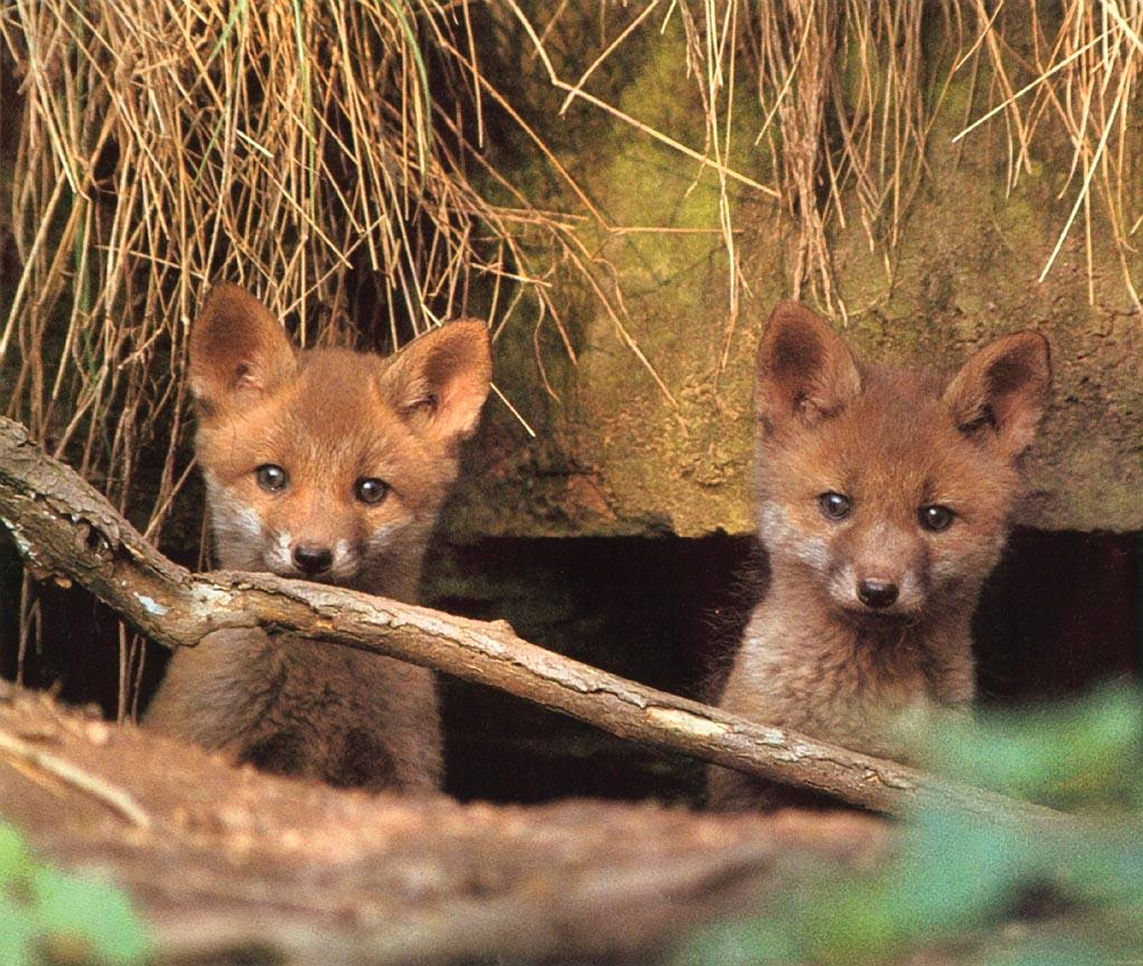 red_fox_mountain_wildlife_days