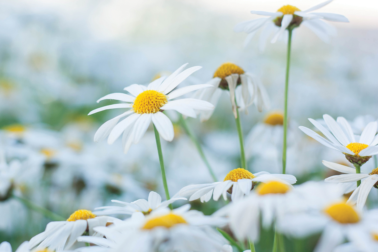 shasta-daisy-highlands-nc